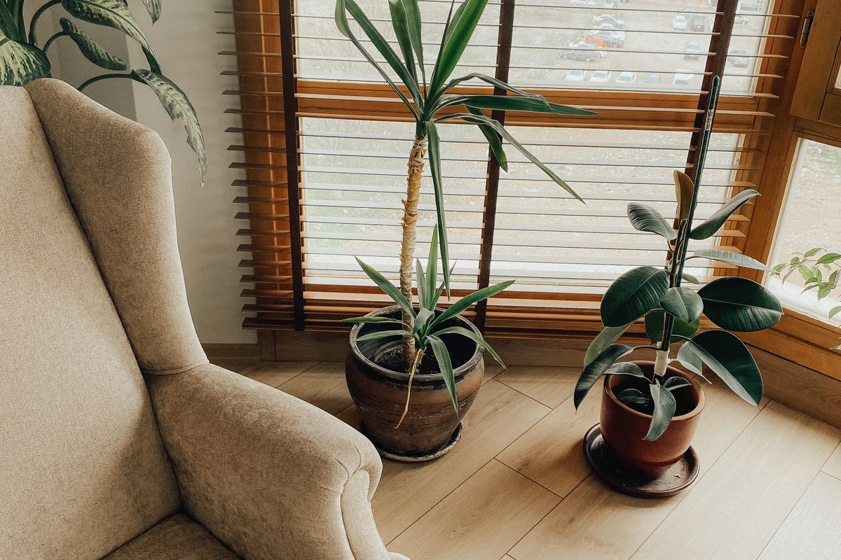 Sillón beige junto a una ventana con persianas de madera y dos plantas de interior