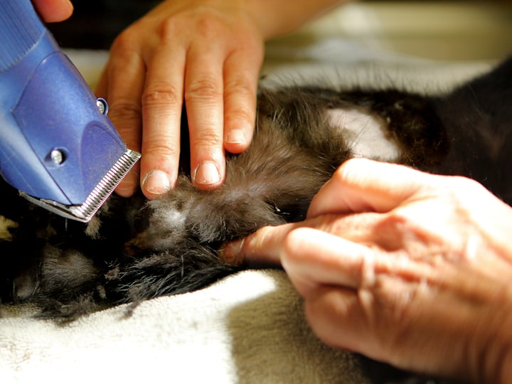 Sesión de peluquería a un gato con maquinilla, sujetándolo con suavidad