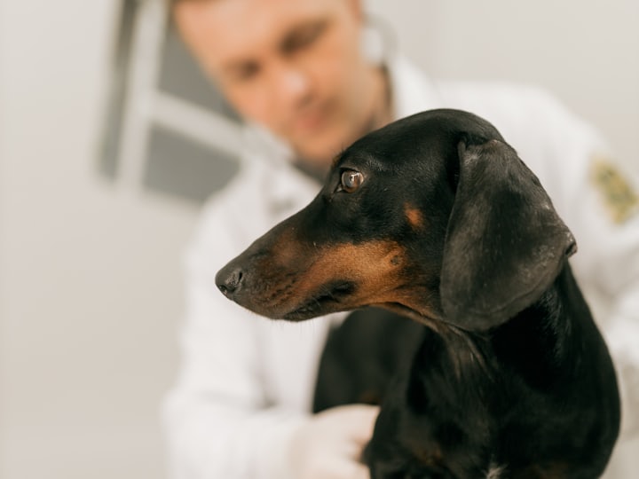 Veterinario explorando a un perro salchicha sobre la mesa de consulta