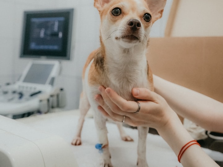 Veterinaria sujetando a un perro mientras lo atiende junto al equipo de exploración